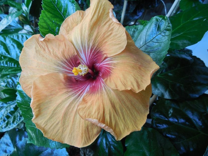  - Tahitian Dark Congo