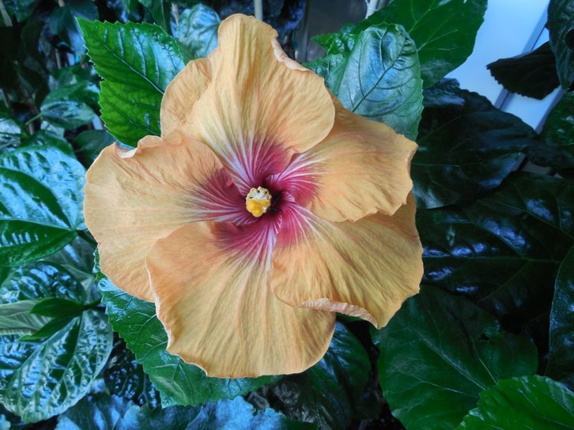  - Tahitian Dark Congo