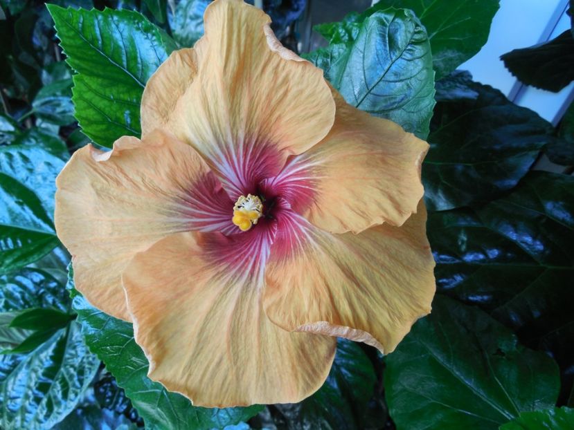  - Tahitian Dark Congo