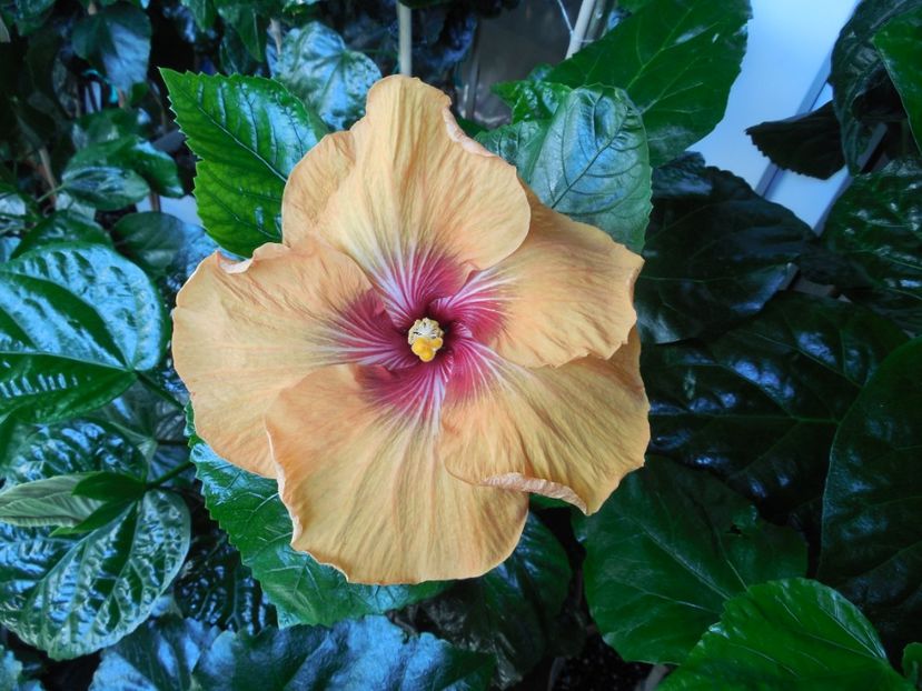  - Tahitian Dark Congo