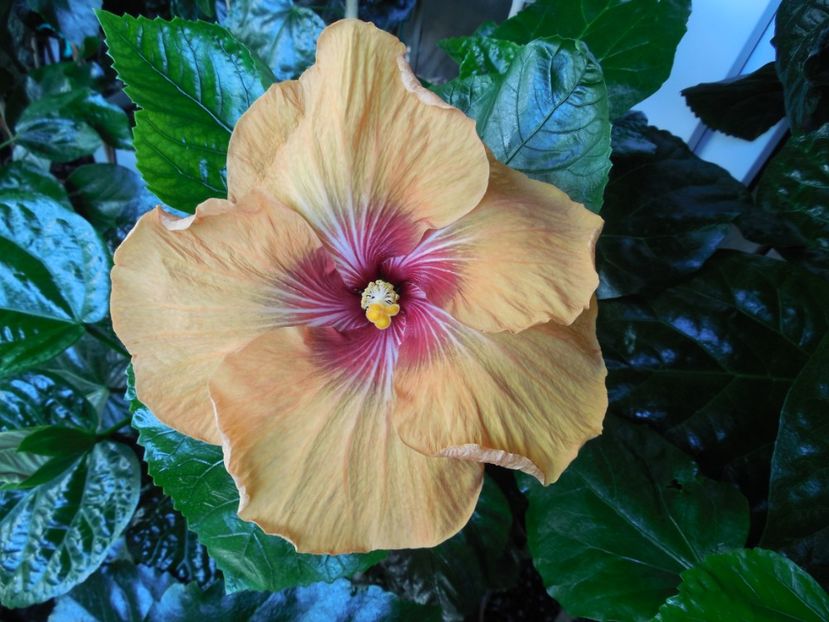  - Tahitian Dark Congo