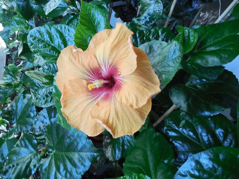  - Tahitian Dark Congo