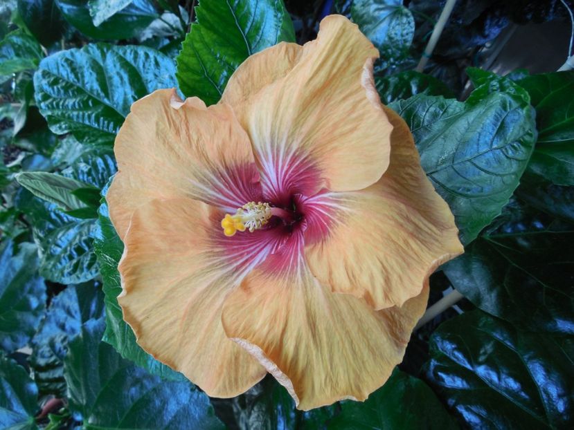  - Tahitian Dark Congo