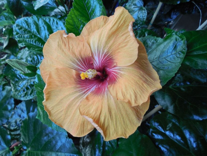  - Tahitian Dark Congo