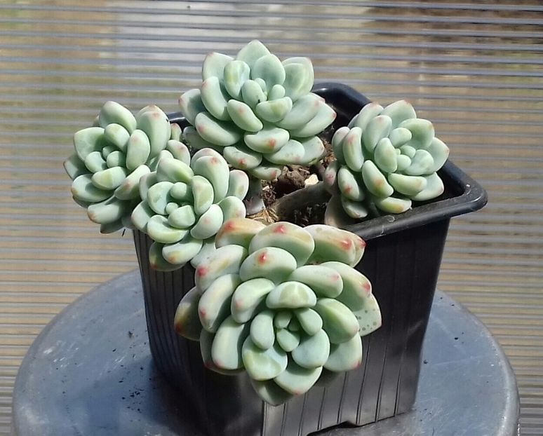 Sedum clavatum - Sedum