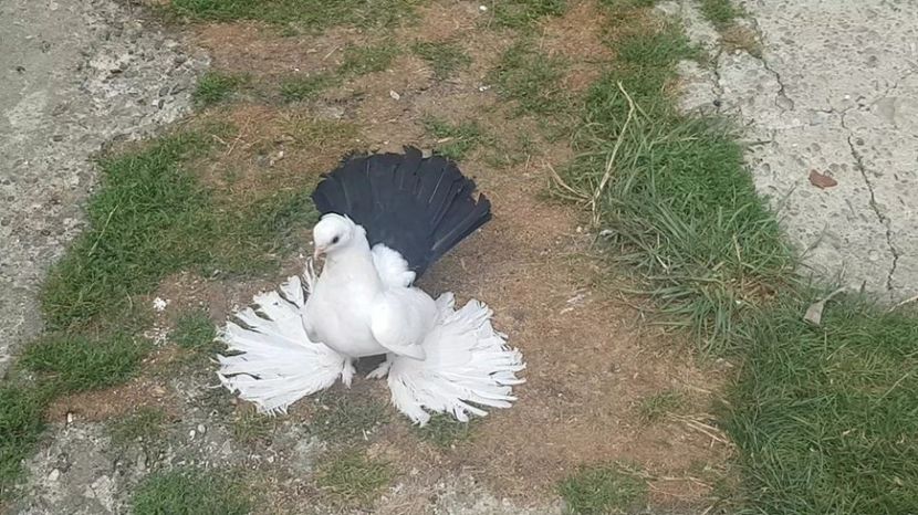 audi 18.07.2017 (7) - pui 2017