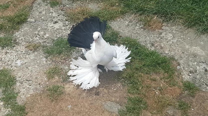 audi 18.07.2017 (12) - pui 2017