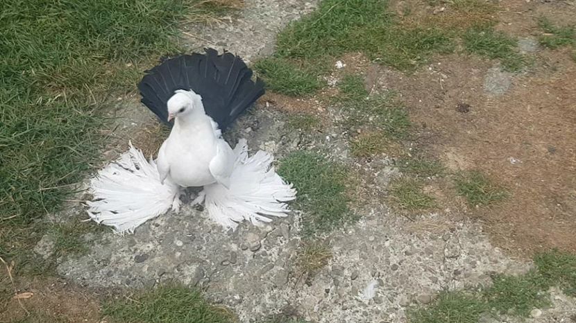 audi 18.07.2017 - pui 2017