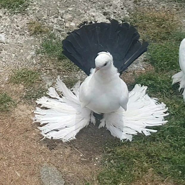 audi 18.07.2017 (1) - pui 2017