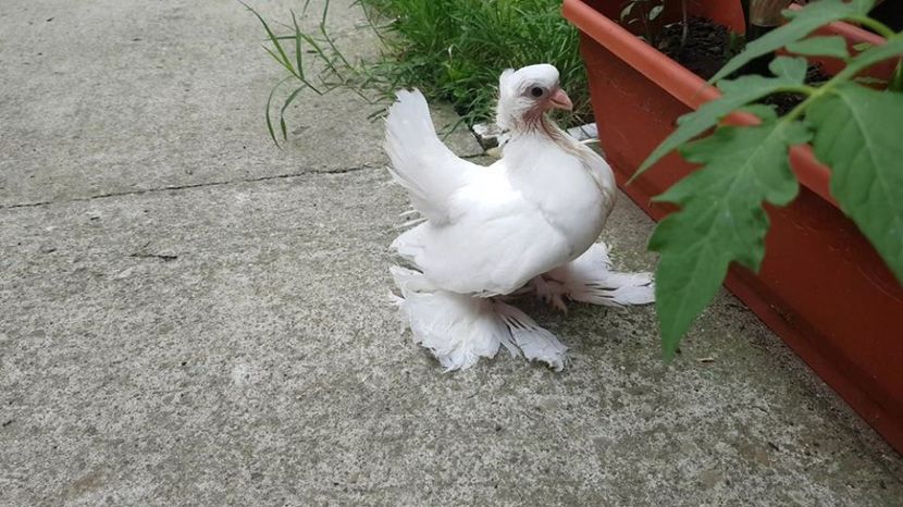 audi 18.07.2017 (2) - pui 2017