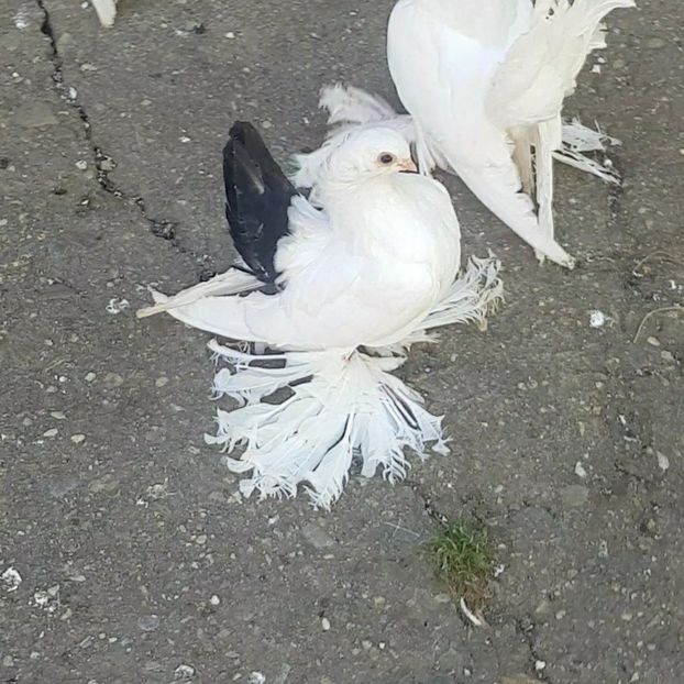 audi 18.07.2017 (6) - pui 2017