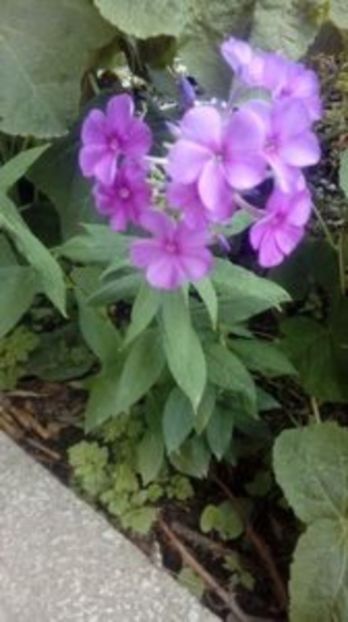 109397719_XLIZETD3 - Flori