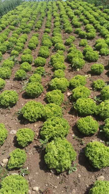 Salata verde creata - Legume 2017