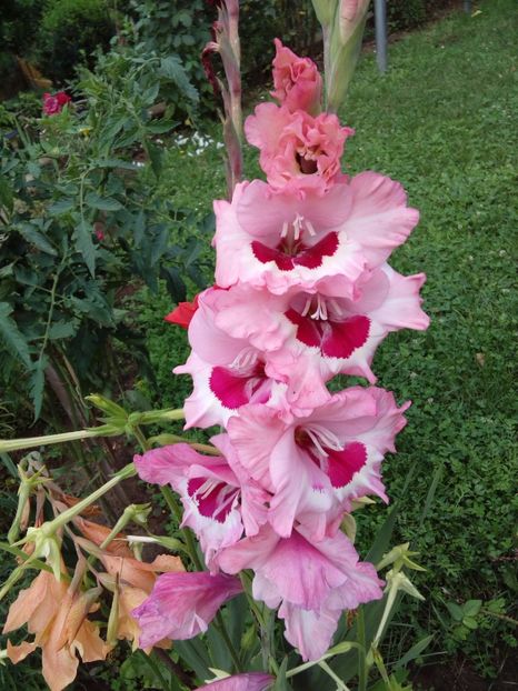  - AAAA_GLADIOLE 2015_2017_2018_2019