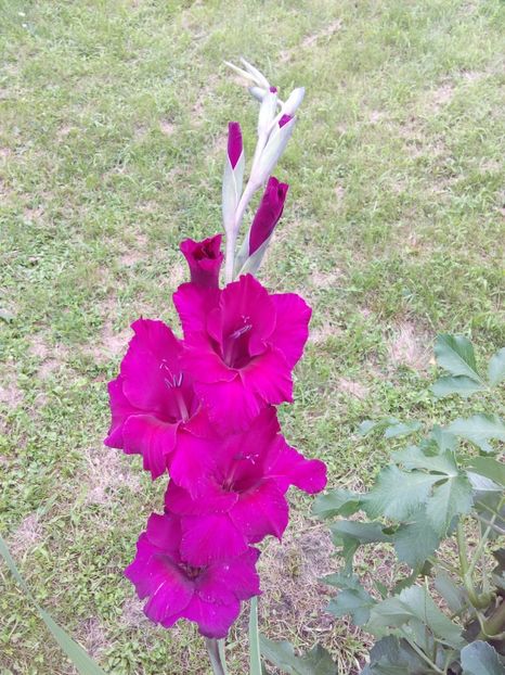  - AAAA_GLADIOLE 2015_2017_2018_2019