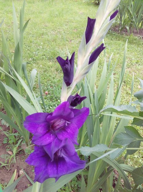  - AAAA_GLADIOLE 2015_2017_2018_2019