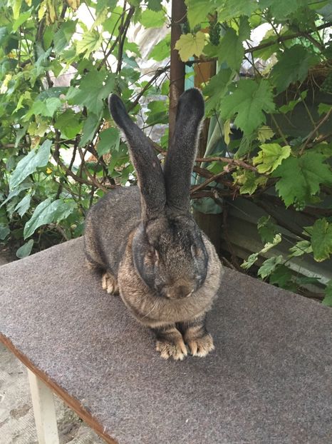 9,1 kg - Campion Național Caransebeș 2016 0-1 97P