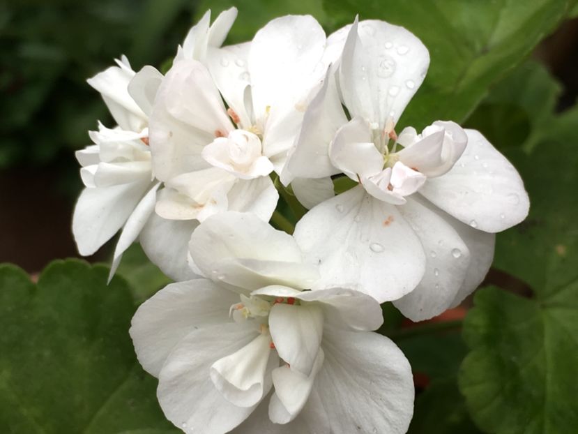 Tamie - Muscate colectie