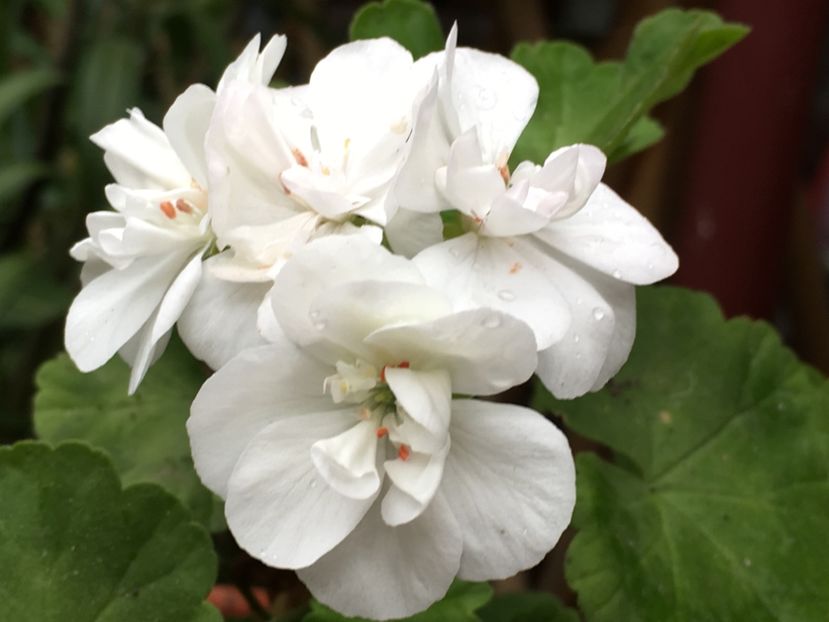 Tamie - Muscate colectie