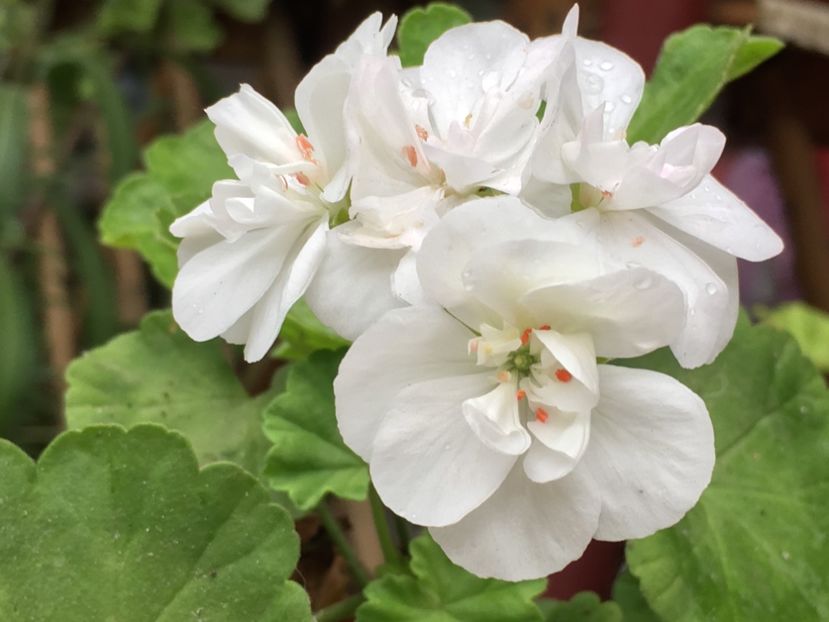 Tamie - Muscate colectie