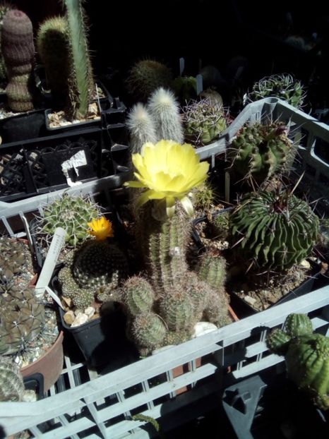  - FLORI DE CACTUSI