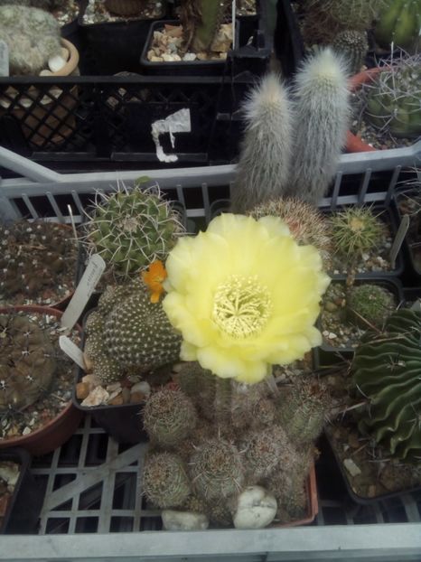  - FLORI DE CACTUSI