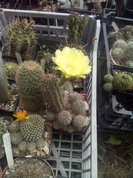  - FLORI DE CACTUSI