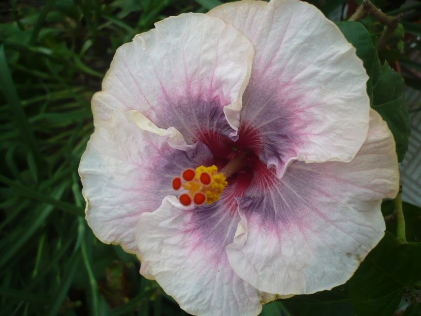 18.07.2017 - HIBISCUSI 2017-2