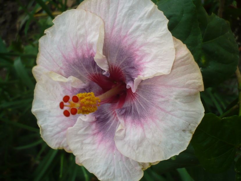 P1330788 - HIBISCUSI 2017-2