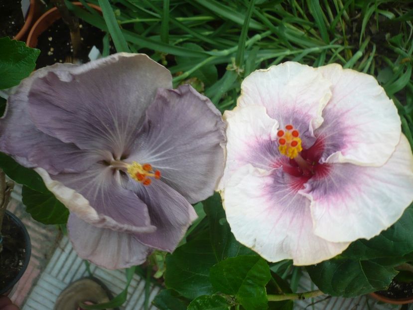 P1330789 - HIBISCUSI 2017-2