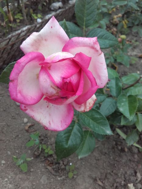  - Wedding bells by Svetlana