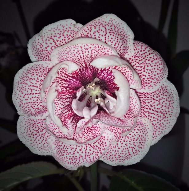 Inflorita dupa cativa ani de asteptare. - Gloxinia