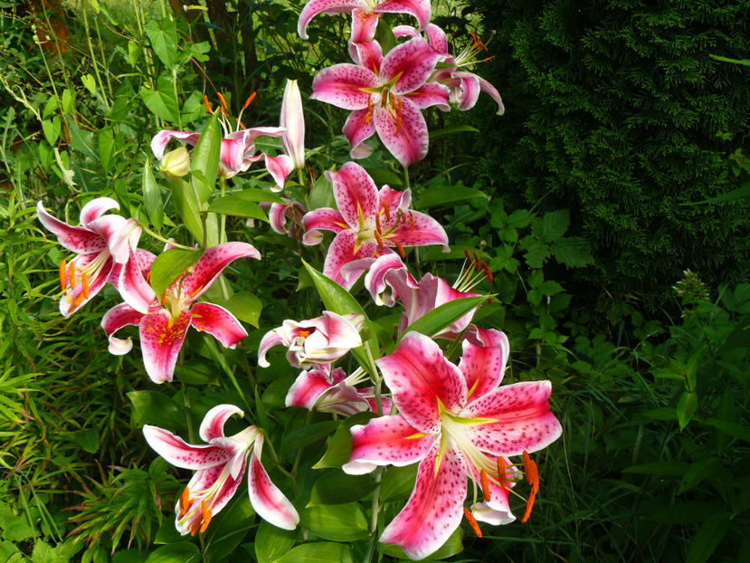 Stargazer - 2017 Gradina Iulie_Lilium