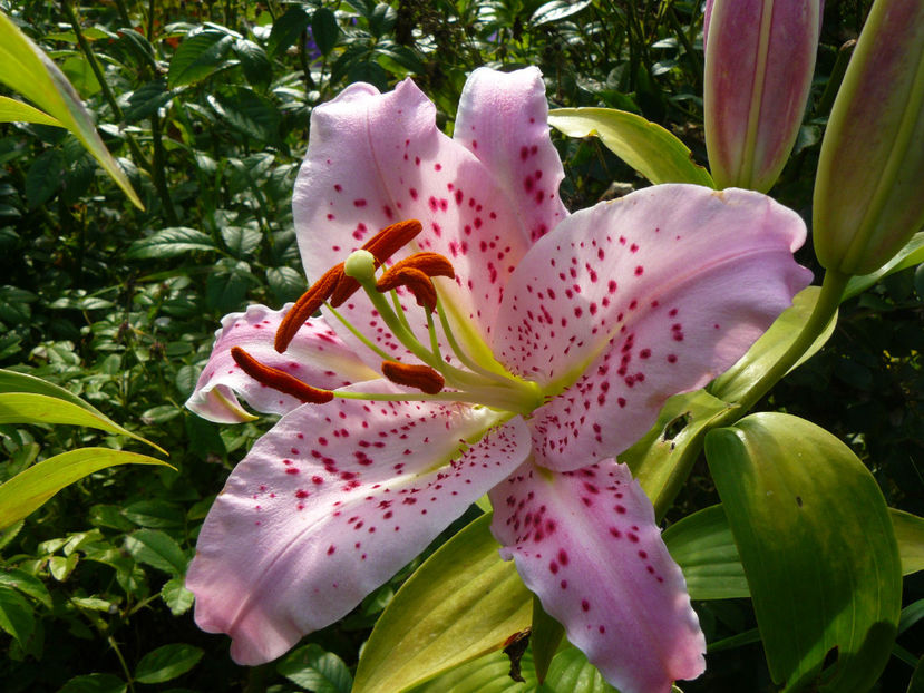 Ambon - 2017 Gradina Iulie_Lilium