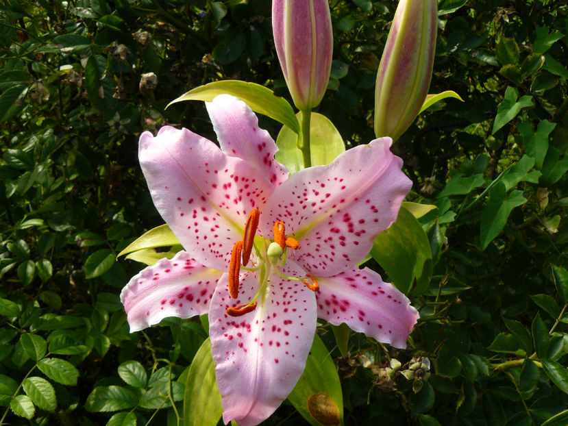 Ambon - 2017 Gradina Iulie_Lilium
