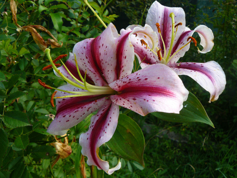 Dizzy - 2017 Gradina Iulie_Lilium