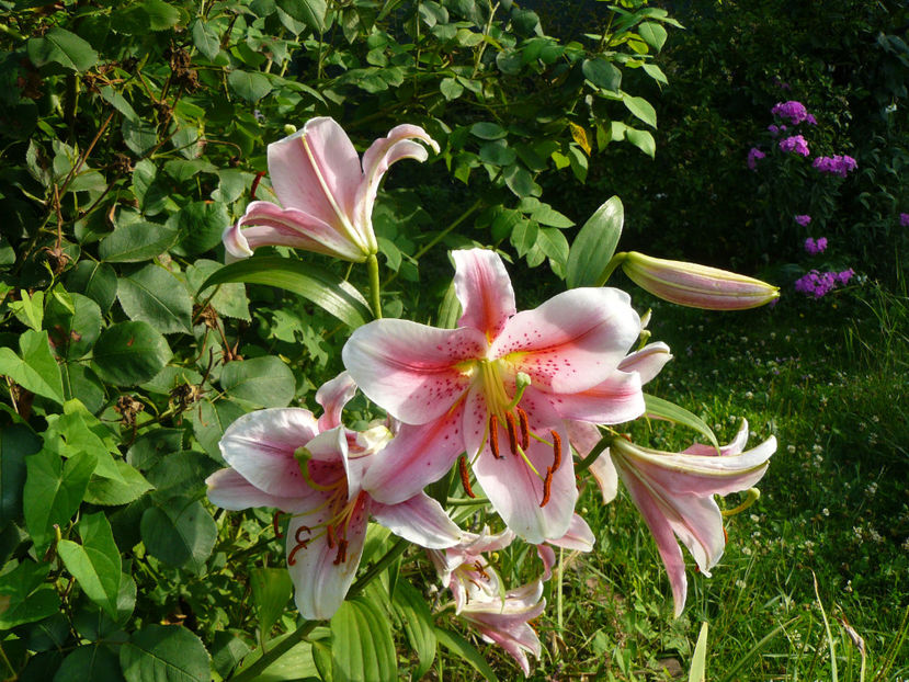 Ambon - 2017 Gradina Iulie_Lilium