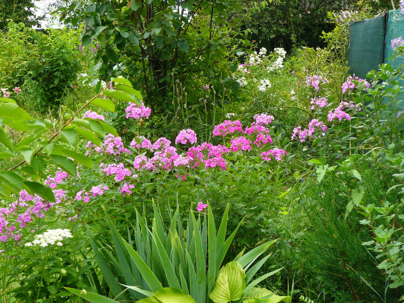 Phlox Pink Flame si Purple Flame - 2017 Gradina Iulie_Lilium