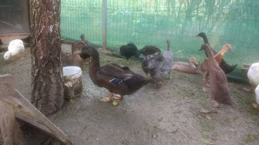  - RATA DE ROUEN tineret 2017