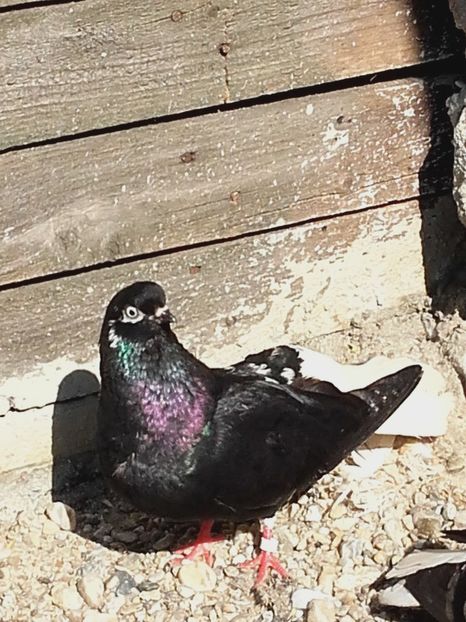  - 6-Negru Codalb Romanesc