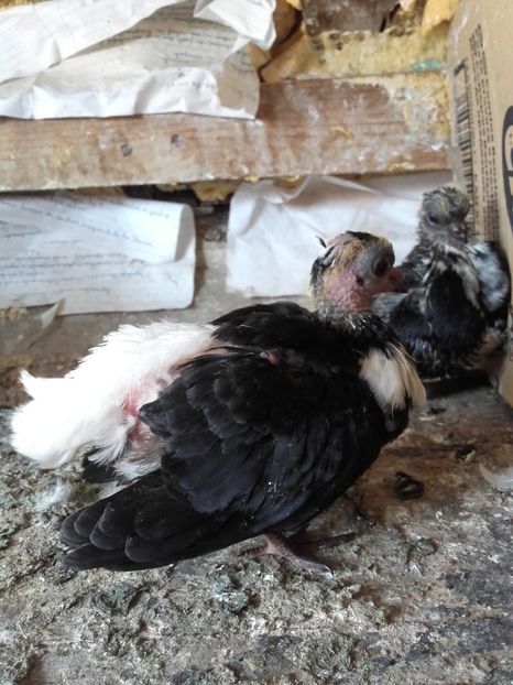  - 6-Negru Codalb Romanesc