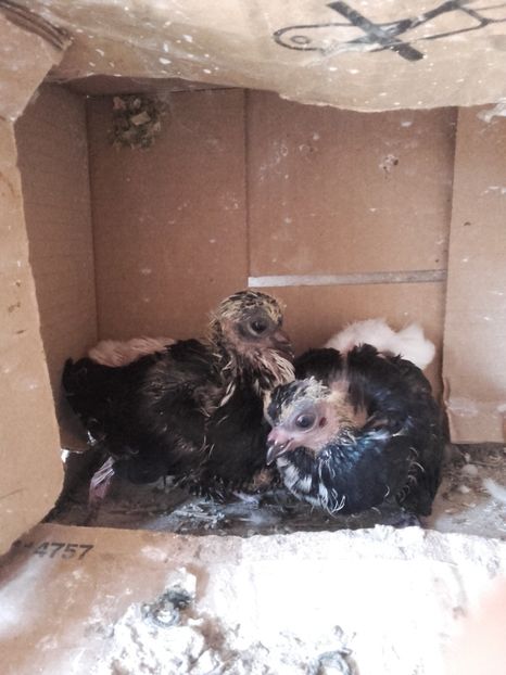  - 6-Negru Codalb Romanesc