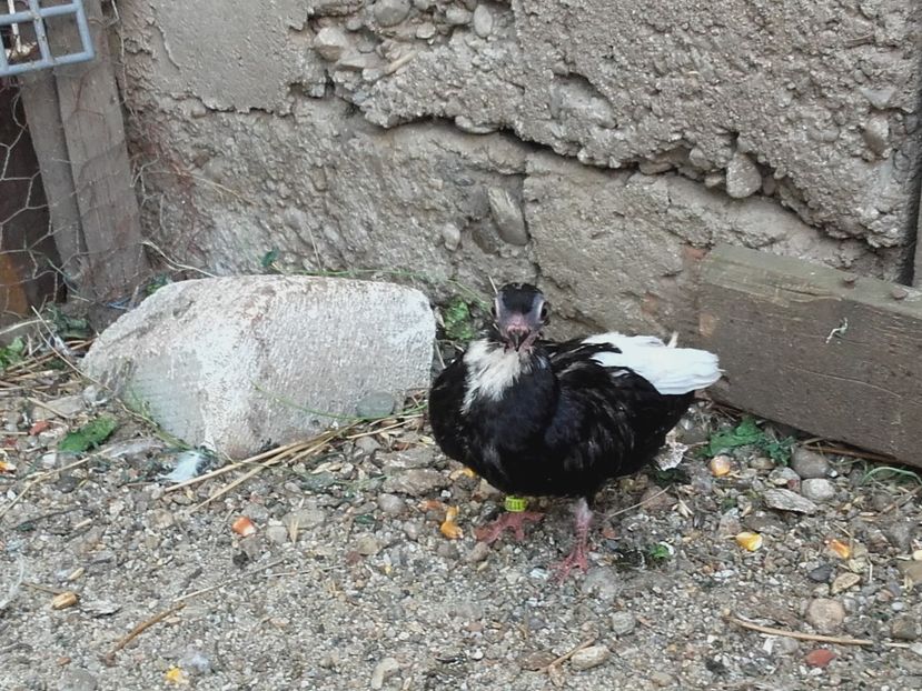  - 6-Negru Codalb Romanesc