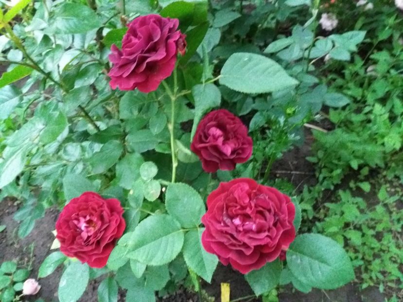  - Souvenir du dr Jamain