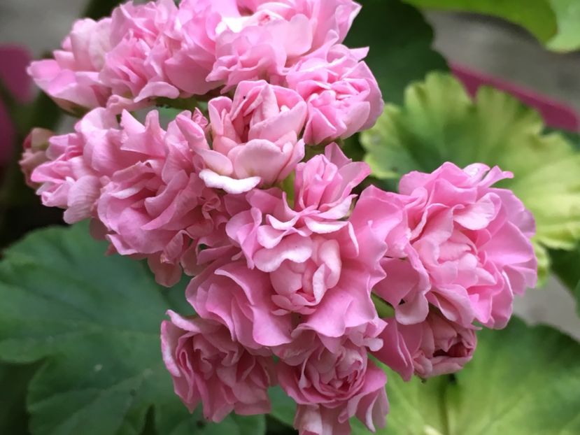  - Australian Pink Roseboud