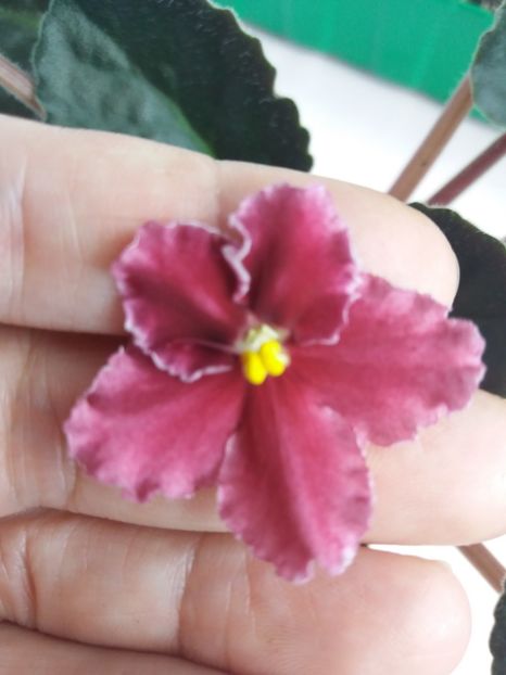 18 iulie - ZZ Emergency