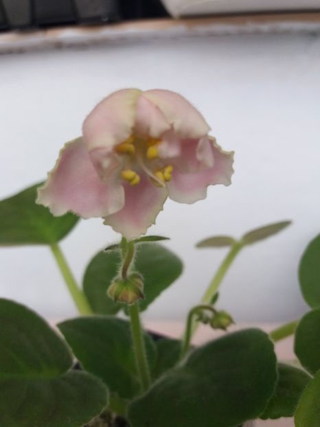 18 iulie - ZZ RS Utonchennyi Vkus -RS Refined Taste