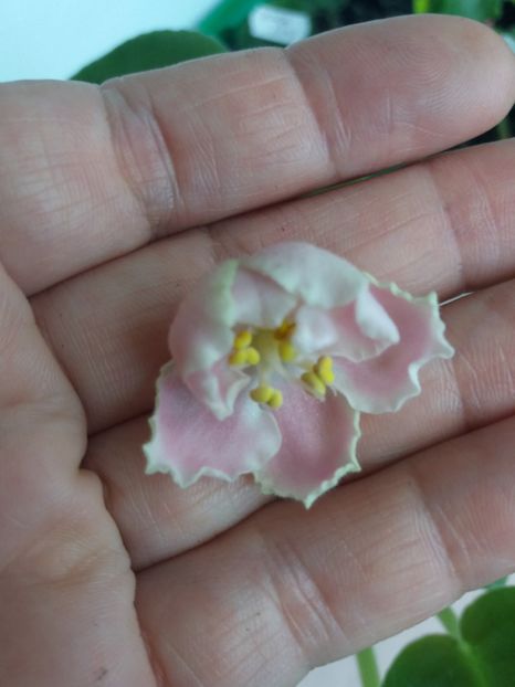 18 iulie - ZZ RS Utonchennyi Vkus -RS Refined Taste