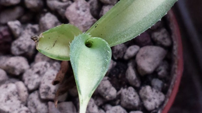 Agave Potatorum Tradewinds Mediopicta - Agave Potatorum