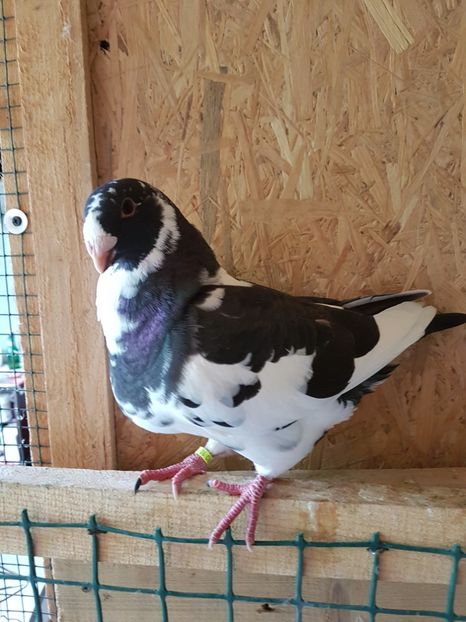 Mascul 2017 - Pui 2017